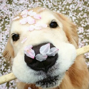 退休老头肉吊又粗又长
